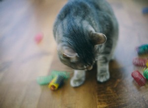 Varför tuggar katter på plast? Är det farligt? Kan jag få min katt att sluta?