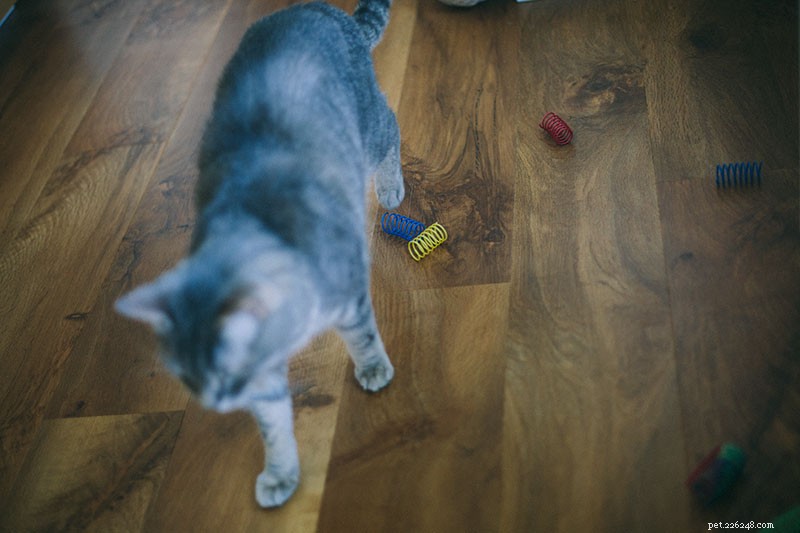 Waarom kauwen katten op plastic? Is het gevaarlijk? Kan ik mijn kat laten stoppen?