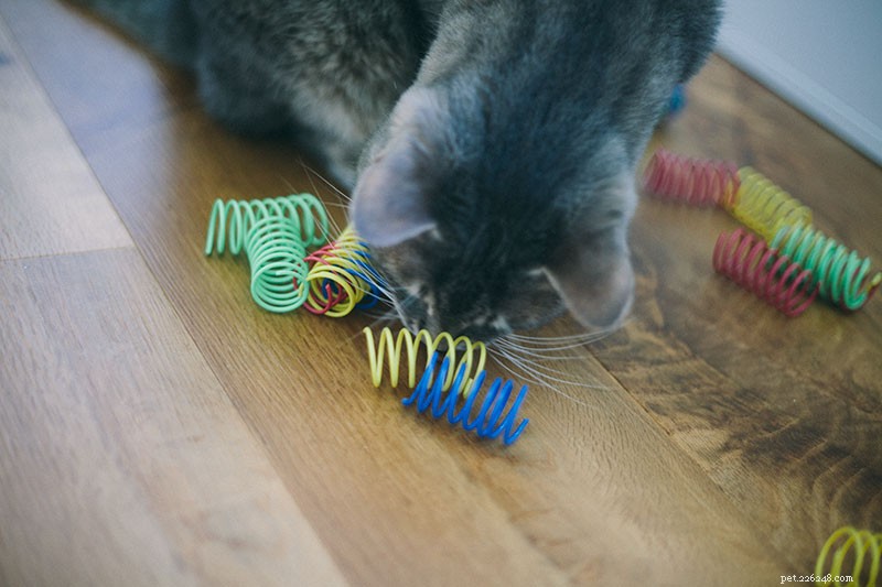 Perché i gatti masticano la plastica? È pericoloso? Posso far fermare il mio gatto?