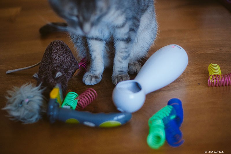 Hoeveel speling hebben katten nodig? Hoe vaak en hoe lang moet de speeltijd zijn?