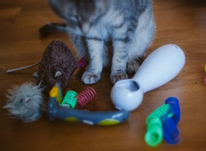 고양이에게 얼마나 많은 놀이가 필요합니까? 플레이 시간은 얼마나 자주, 얼마나 길어야 합니까? 