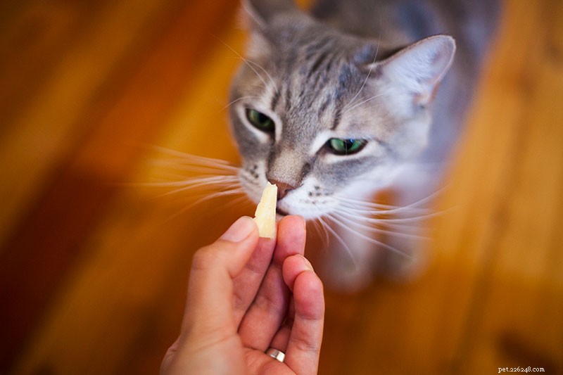 Kan katter äta ost säkert? Vilka typer? Cheddar, stuga, grädde, fetaost?