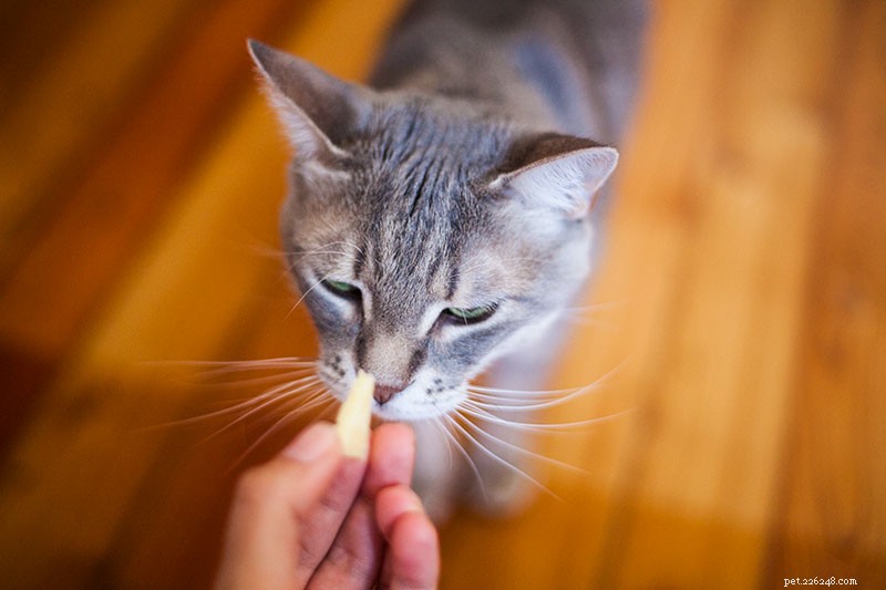 고양이가 치즈를 안전하게 먹을 수 있습니까? 어떤 유형? 체다, 코티지, 크림, 페타? 