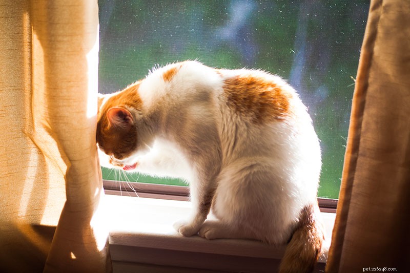 Кошачья стрижка:почему кошки чрезмерно вылизывают и ухаживают за собой, пока не облысеют