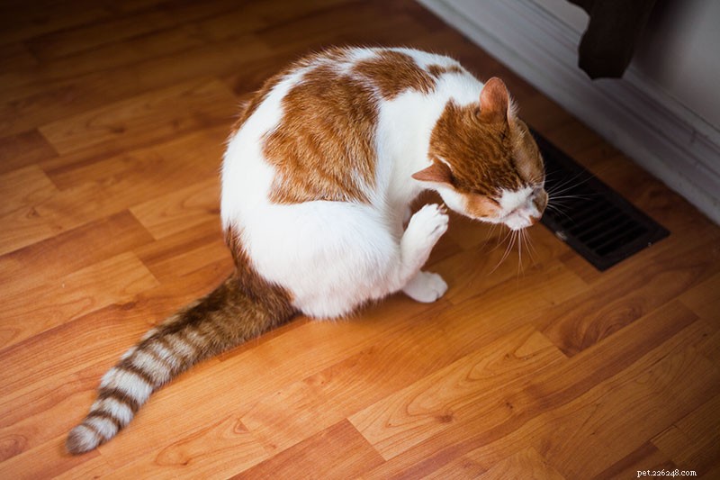Cat Barbering:Why Cats Excessively Sick &Over-Groom  Til They Bald