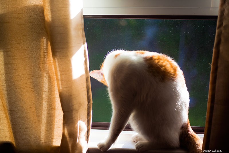 Kattenkapper:waarom katten overmatig likken en te veel verzorgen tot ze kaal zijn