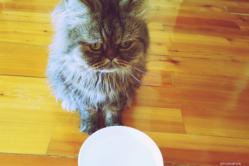 우유가 몸에 좋지 않으면 고양이가 우유를 좋아하는 이유는 무엇입니까? 여기에 답이 있습니다