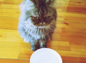 우유가 몸에 좋지 않으면 고양이가 우유를 좋아하는 이유는 무엇입니까? 여기에 답이 있습니다