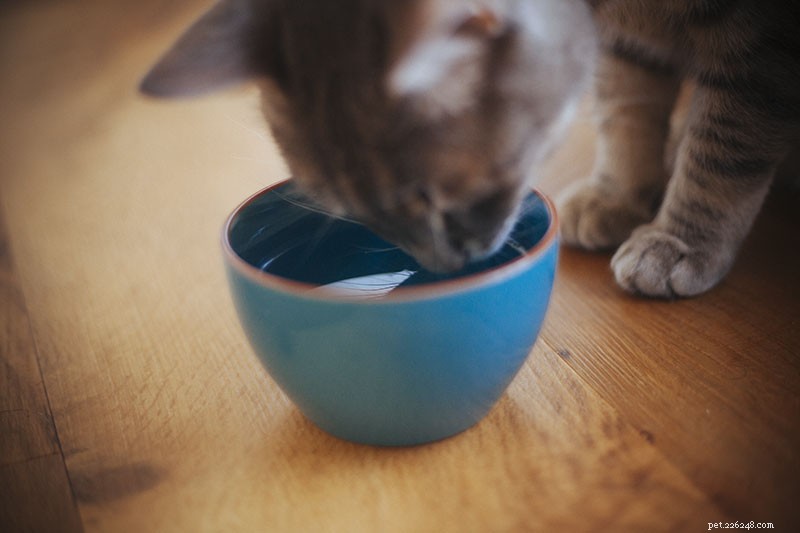 Perché ai gatti piace il latte se fa male? Ecco la risposta