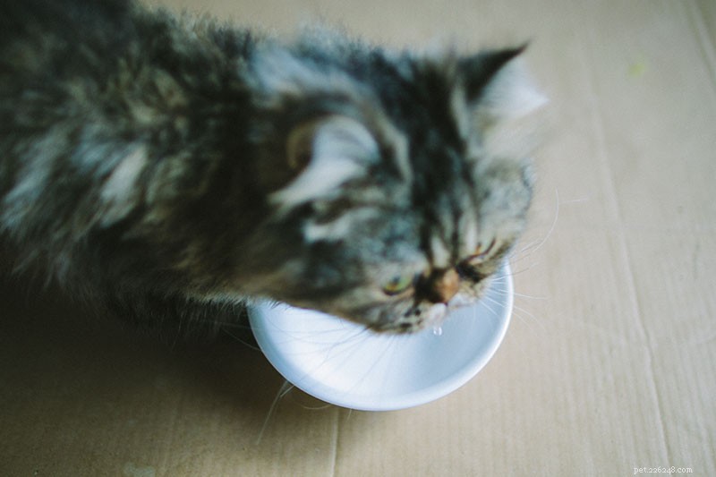Waarom houden katten van melk als het slecht voor ze is? Hier is het antwoord