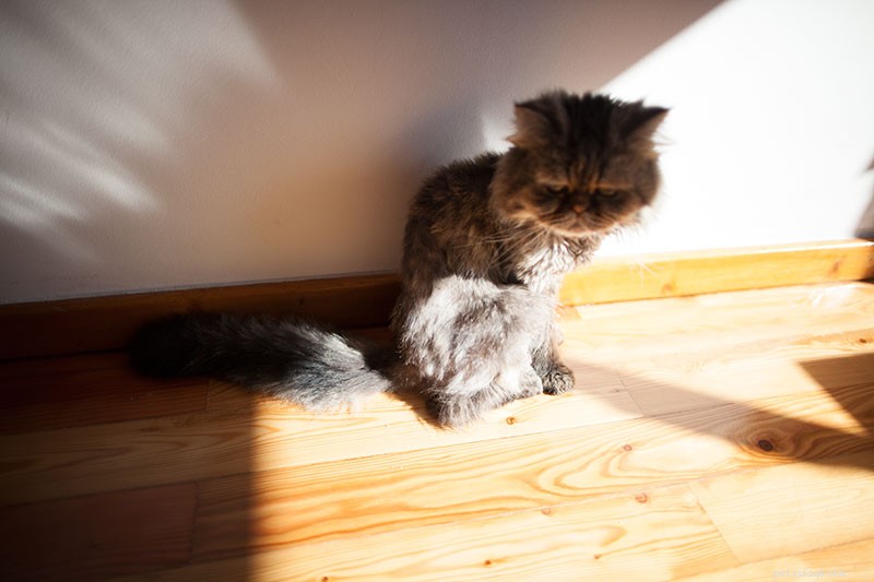 Les signes qu un chat est en train de mourir et qu il est peut-être temps de dire au revoir