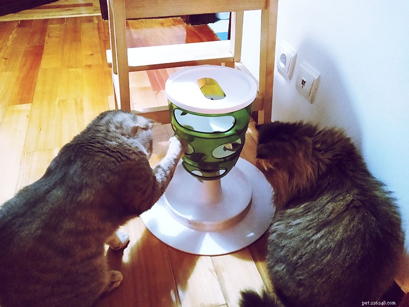 Correção fácil:como impedir que os gatos comam a comida uns dos outros
