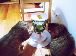 Enkel åtgärd:Hur man hindrar katter från att äta varandras mat
