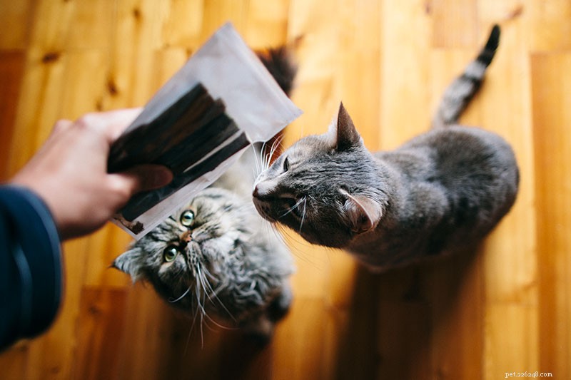Eenvoudige oplossing:hoe u kunt voorkomen dat katten elkaars eten eten