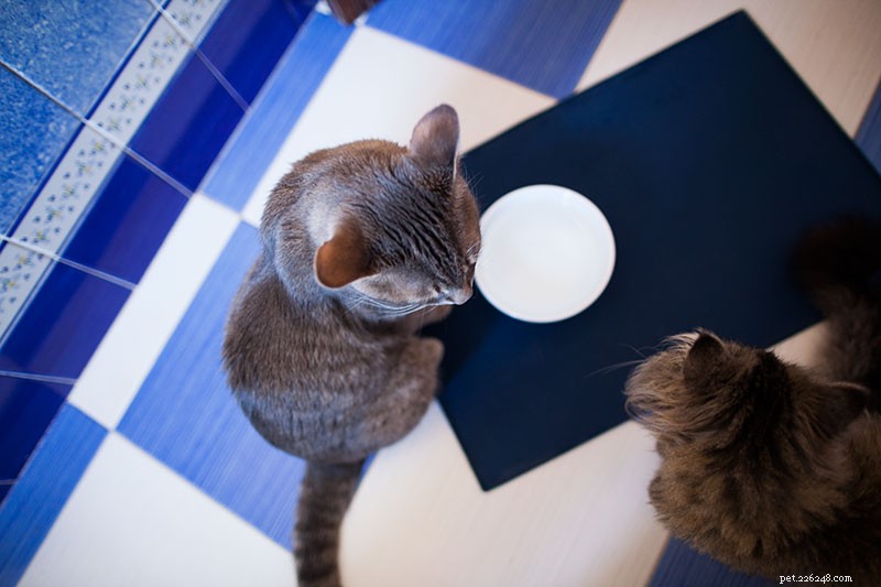 Простое решение:как отучить кошек есть еду друг друга