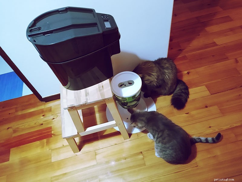Correção fácil:como impedir que os gatos comam a comida uns dos outros