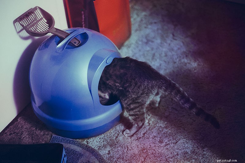“Waarom heeft mijn kat op mij geplast?” 11 mogelijke verklaringen + oplossingen