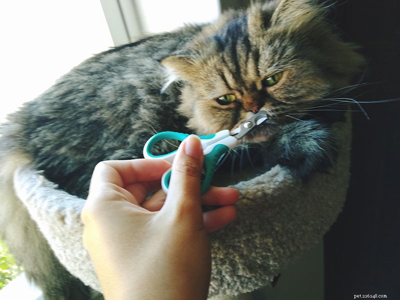 Klyver kattens nagel? (Kanske medan du trimmade?) Här är vad du ska göra