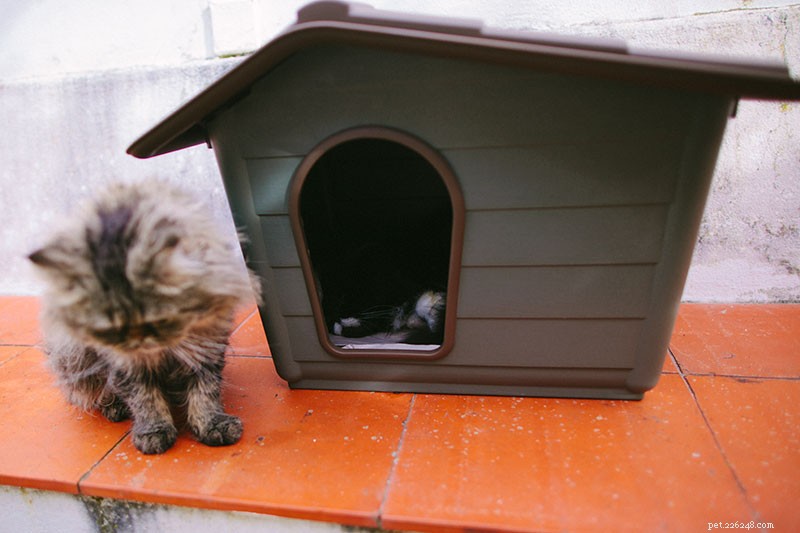 Spřátelení se s toulkami:Jak přimět toulavé kočky, aby k vám chodily a měly vás rády