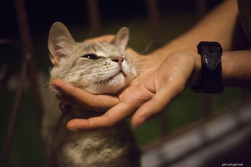 Подружитесь с бездомными кошками:как заставить бездомных кошек приходить к вам и лайкать вас