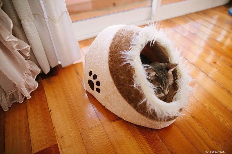 11 maneiras de treinar seu gato para ficar mais confortável