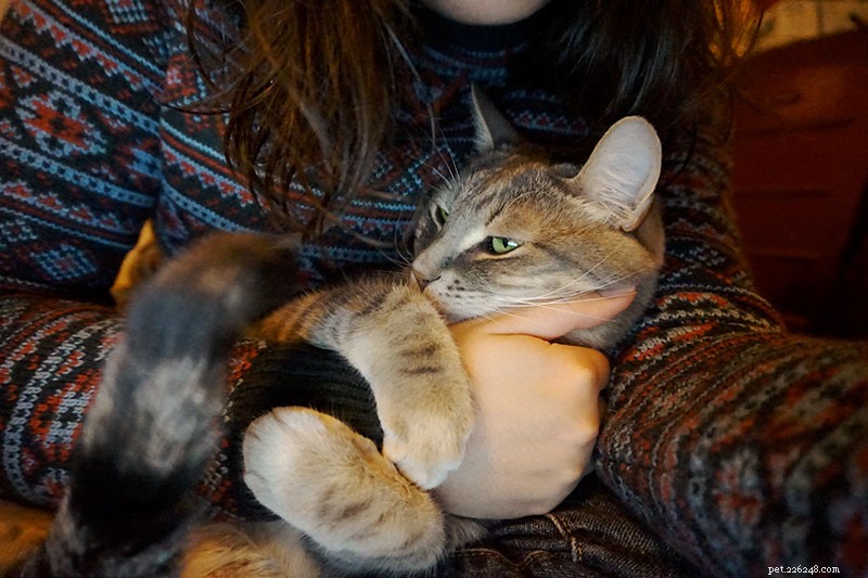 11 manieren om je kat te trainen om knuffeliger te zijn