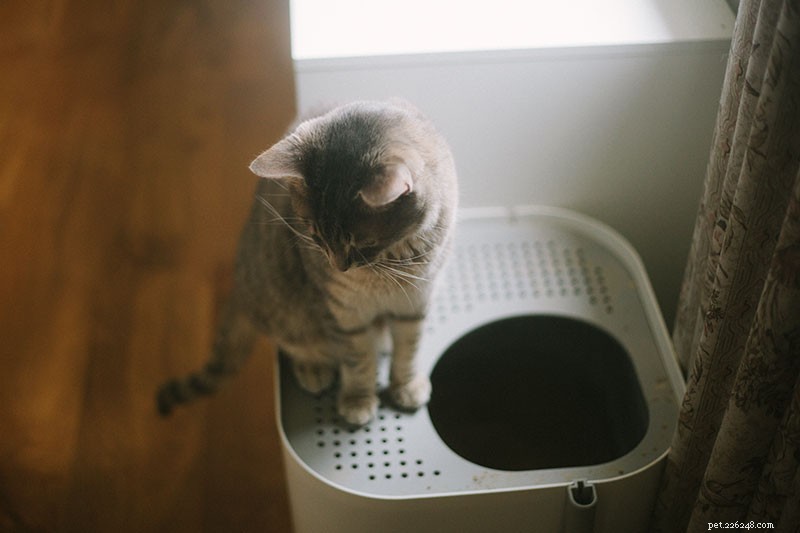 トップエントリーのトイレを使用するように猫を訓練する方法 