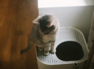 Como treinar um gato para usar uma caixa de areia de entrada superior