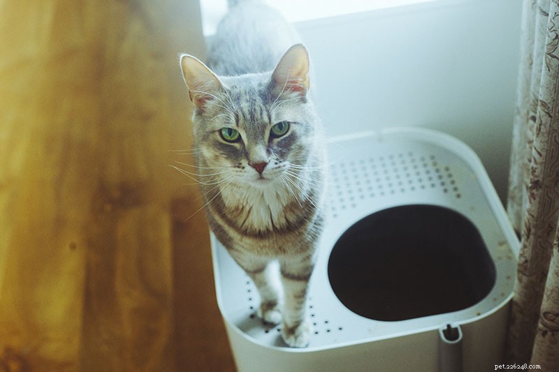 Come addestrare un gatto a usare una lettiera con ingresso dall alto 