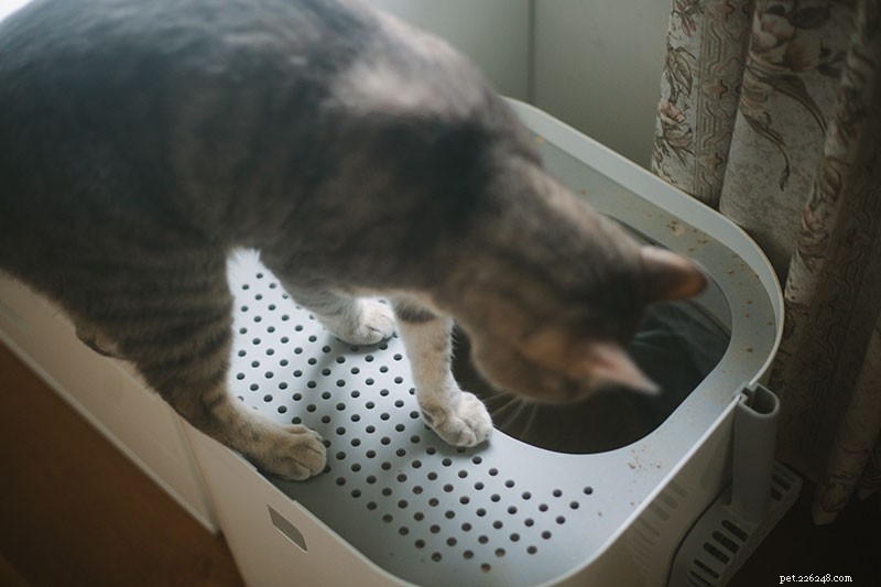 トップエントリーのトイレを使用するように猫を訓練する方法 