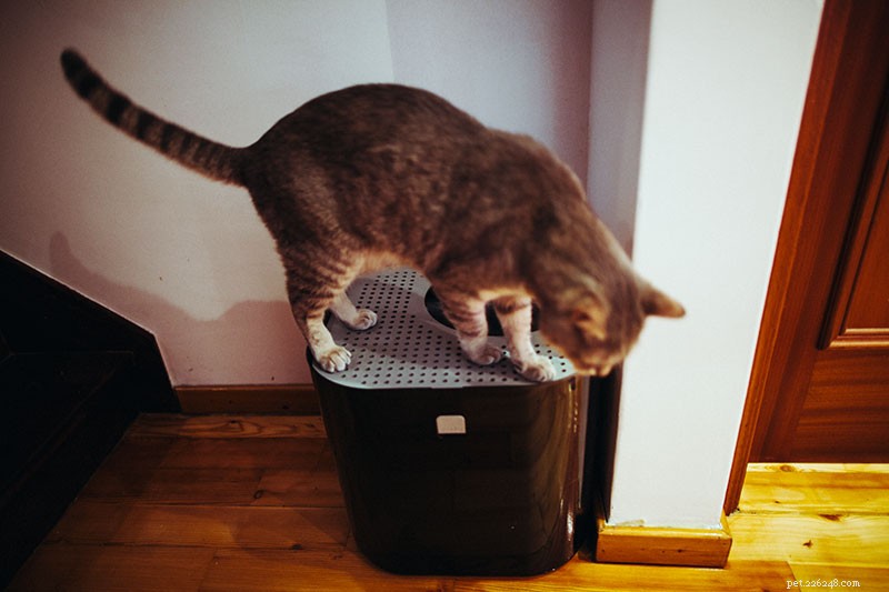 Comment apprendre à un chat à utiliser un bac à litière à entrée par le haut
