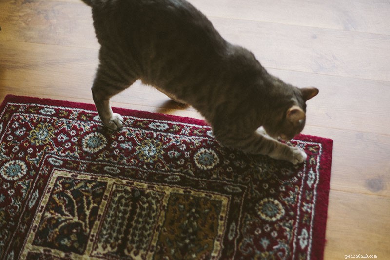 「やめて：ソファから爪を外せ！」家具を傷つけないように猫を訓練する方法 