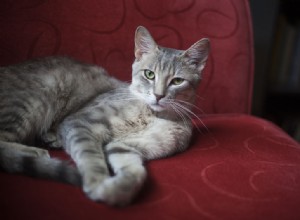“Stop:klauwen van de bank!” Katten trainen om niet aan meubels te krabben