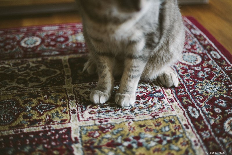 「やめて：ソファから爪を外せ！」家具を傷つけないように猫を訓練する方法 
