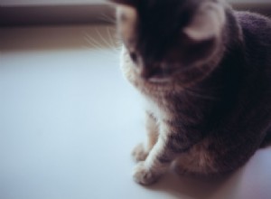Det är enklare än du tror:Hur man tränar katter att hålla sig borta från diskar