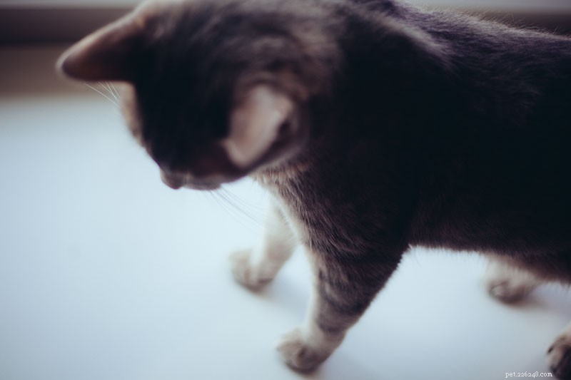 Det är enklare än du tror:Hur man tränar katter att hålla sig borta från diskar