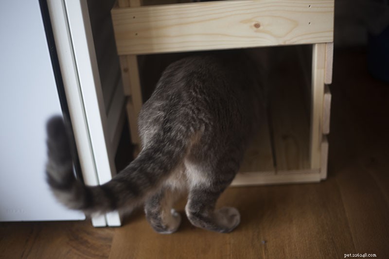 Pourquoi mon chat me fuit-il ? Puis-je changer cela ?