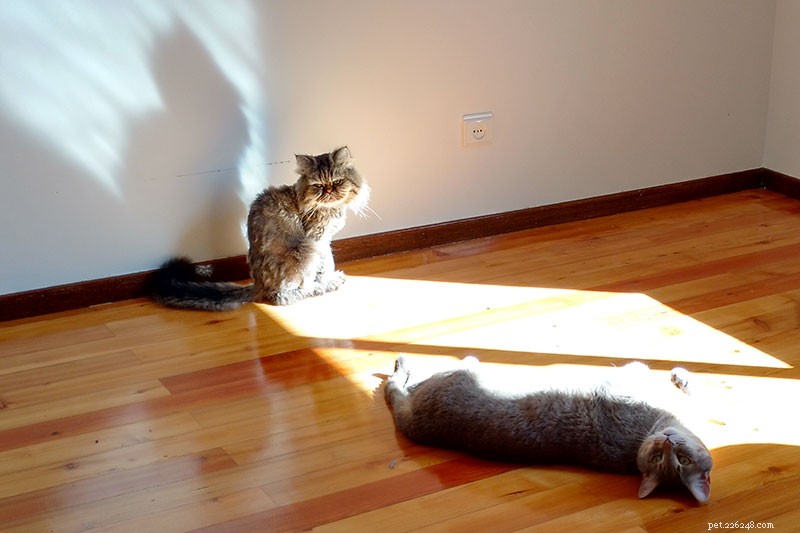 Hoe zorg je ervoor dat twee katten met elkaar kunnen opschieten:wat ik deed en ja, het werkte absoluut