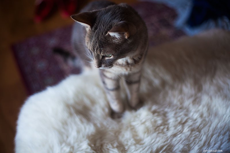 あなたのソファを救え！猫が革製の家具を傷つけないようにする方法 