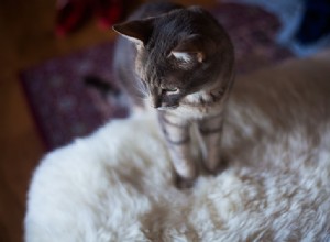 Spara din soffa! Hur man hindrar katter från att repa lädermöbler