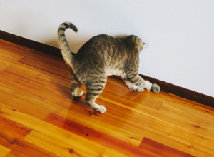 Por que diabos meu gato é tão hiperativo? Como posso acalmar um hiper-gato?