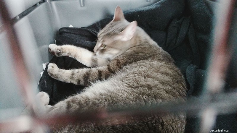 Como treinar gatos para ficarem confortáveis ​​e calmos em carros – é fácil, eu prometo