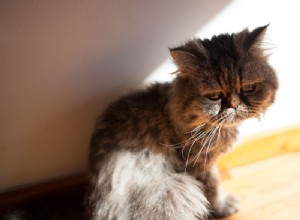 Как избавиться от кошки, которую вы не можете оставить (наиболее гуманным способом)