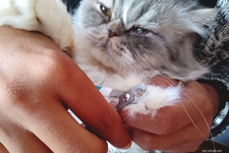  Mijn kat laat me haar nagels niet knippen!  Waarom katten een hekel hebben aan klauwversieringen en hoe het te doen