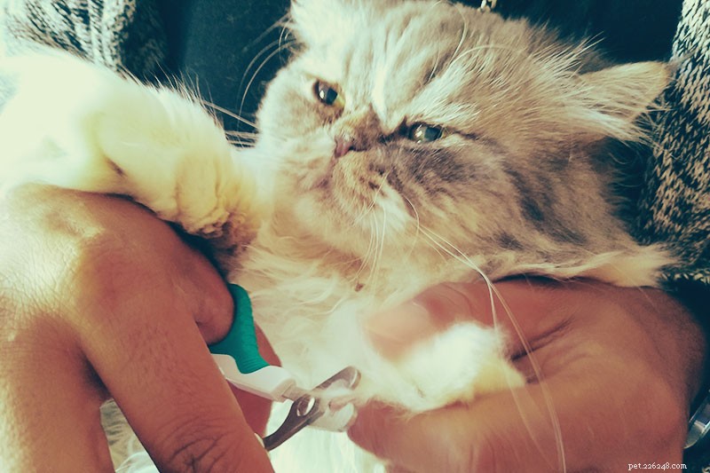 “Minha gata não me deixa cortar as unhas!” Por que os gatos odeiam as guarnições de garras e como fazê-lo