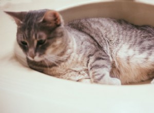 Hebben katten een bad nodig? Moet je ze in bad doen? Hoe vaak? 
