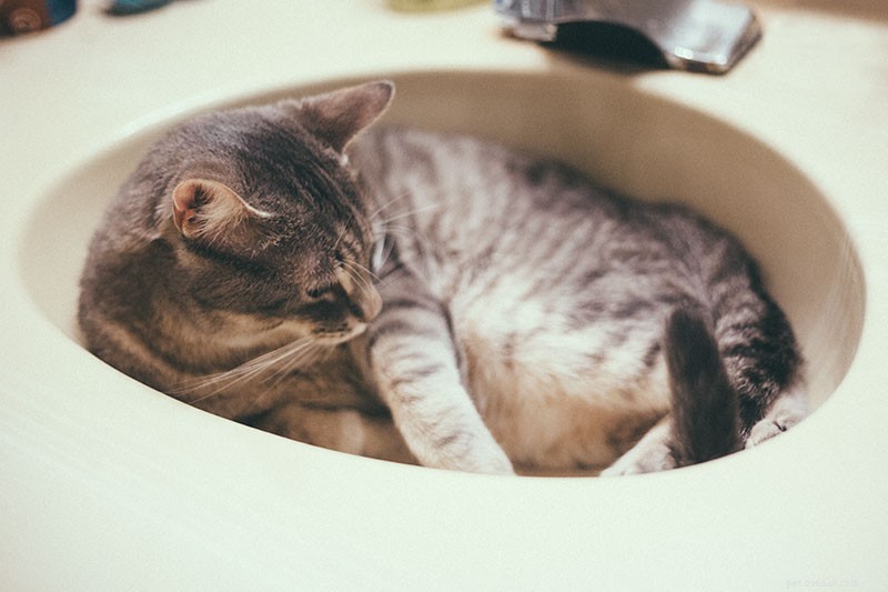 Hebben katten een bad nodig? Moet je ze in bad doen? Hoe vaak? 
