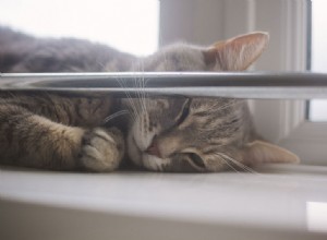 Gattino annoiato? Modi pratici per intrattenere un gatto in casa