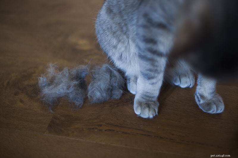 Čištění kočky pomocí nástroje na čištění domácích mazlíčků
