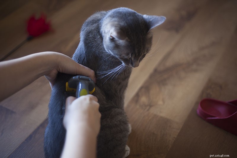 Spazzolare il gatto con uno strumento per la toelettatura degli animali domestici